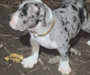 American Bully Puppy for sale in COLLEGE PARK, GA, USA