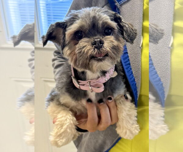 Medium Photo #3 Mutt Puppy For Sale in Boca Raton, FL, USA