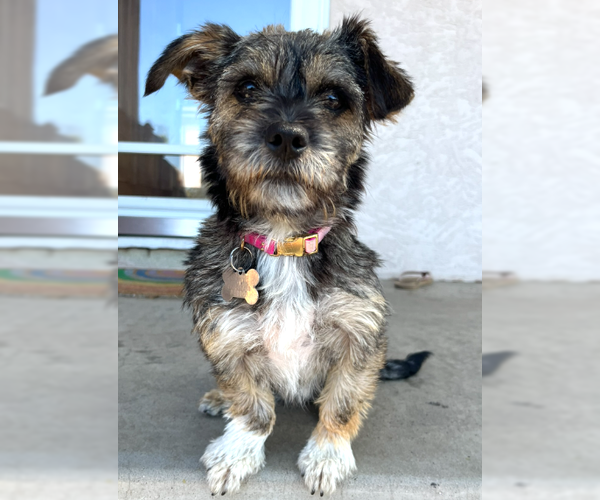 Medium Photo #1 Border Terrier-Unknown Mix Puppy For Sale in San Diego, CA, USA