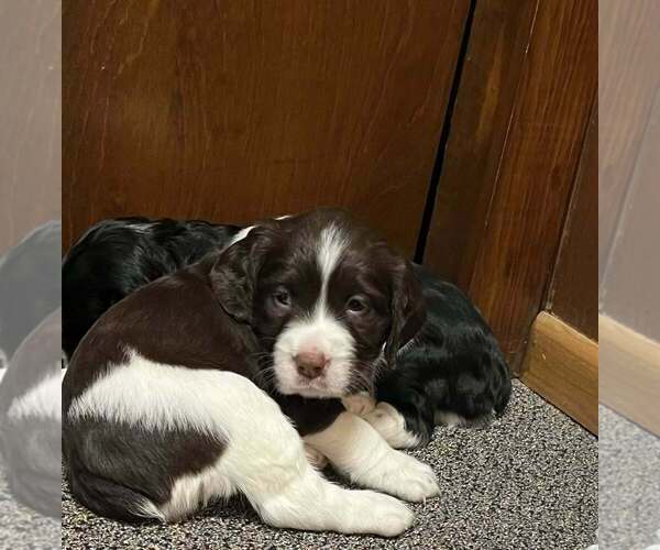 Medium Photo #9 English Springer Spaniel Puppy For Sale in FAYETTE, OH, USA