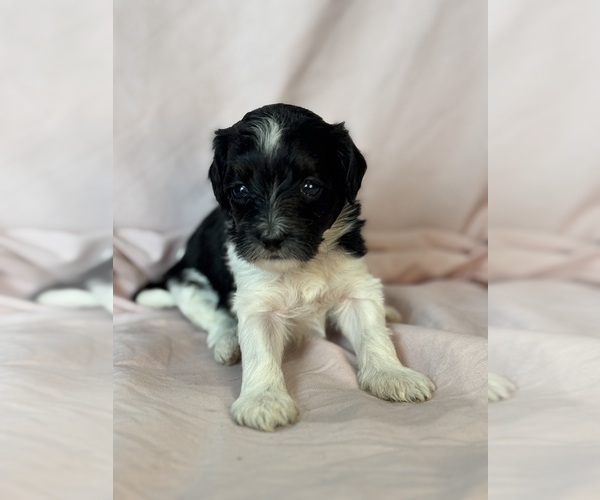 Medium Photo #13 Bernedoodle (Miniature) Puppy For Sale in LONGMONT, CO, USA