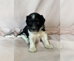 Oreo - Female Bernedoodle (Miniature) Puppy for Sale - Photo #13