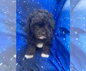 Shih-Poo Puppy for sale in INDIANAPOLIS, IN, USA