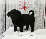 Puppy Caspar Australian Cattle Dog-Golden Labrador Mix