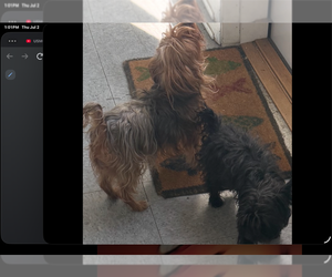 Father of the Yorkshire Terrier puppies born on 05/01/2026