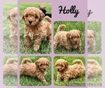 Puppy Holly Goldendoodle (Miniature)
