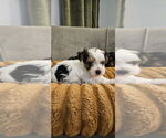 Small #1 Yorkshire Terrier