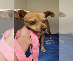 Chihuahua Dogs for adoption in Texas City, TX, USA