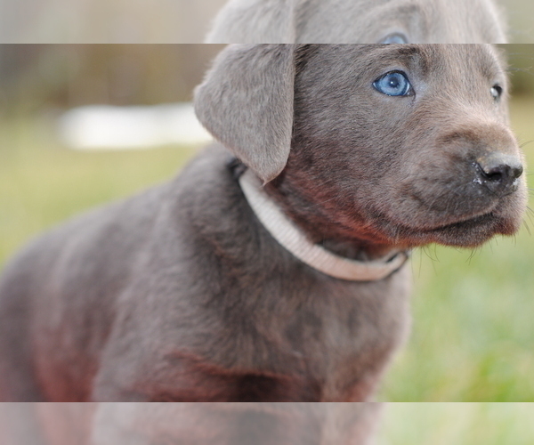 Medium Photo #3 Labrador Retriever Puppy For Sale in EDINBURG, VA, USA