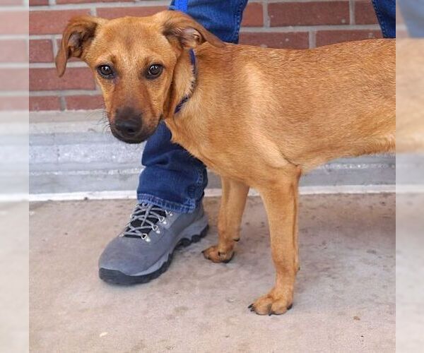 Medium Photo #2 Dachshund-Unknown Mix Puppy For Sale in Carrollton, TX, USA