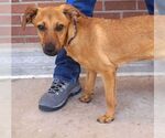 Small #1 Dachshund Mix