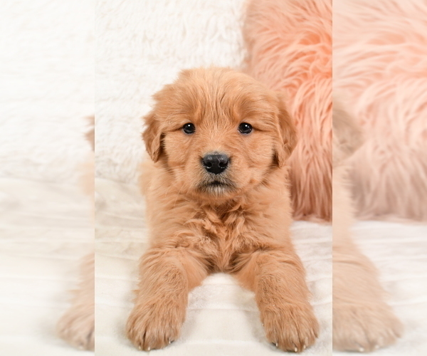 Medium Photo #1 Golden Retriever Puppy For Sale in MILLERSBURG, OH, USA