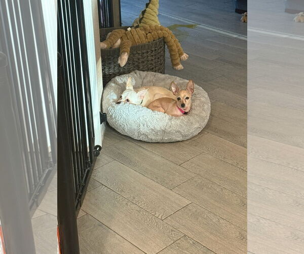 Medium Photo #9 Chihuahua Puppy For Sale in Orlando, FL, USA