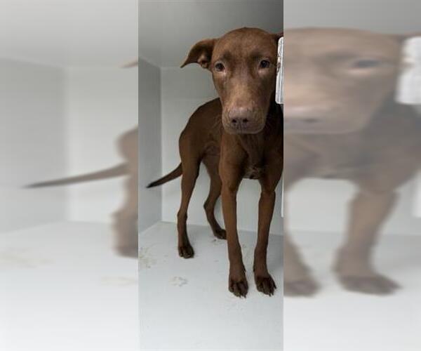 Medium Photo #1 Labrador Retriever Puppy For Sale in Houston, TX, USA