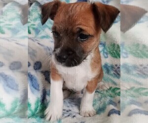 Jack-A-Poo Puppy for sale in FREDERICKSBURG, OH, USA