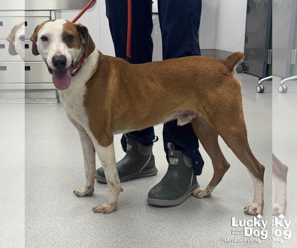 Medium Photo #1 Pointer-Unknown Mix Puppy For Sale in Washington, DC, USA