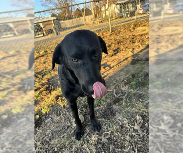 Medium Photo #4 Mutt Puppy For Sale in Wakefield, RI, USA