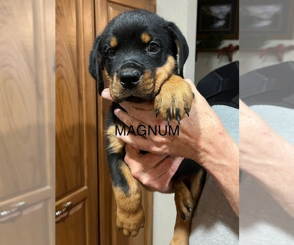 Medium Photo #1 Rottweiler Puppy For Sale in CAMERON, OK, USA