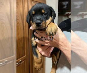 Rottweiler Puppy for sale in CAMERON, OK, USA