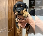 Small Rottweiler