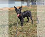 Squirrel - Male Mutt Dog for Adoption - Small photo