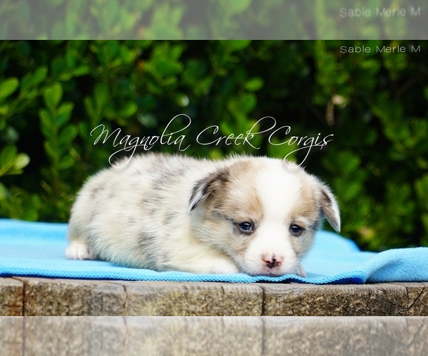 Medium Photo #1 Pembroke Welsh Corgi Puppy For Sale in CRESTVIEW, FL, USA
