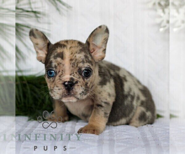 Medium Photo #2 French Bulldog Puppy For Sale in LITITZ, PA, USA