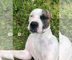 American Pit Bull Terrier-Unknown Mix Dogs for adoption in Middlesex, NC, USA