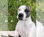 Small American Pit Bull Terrier Mix