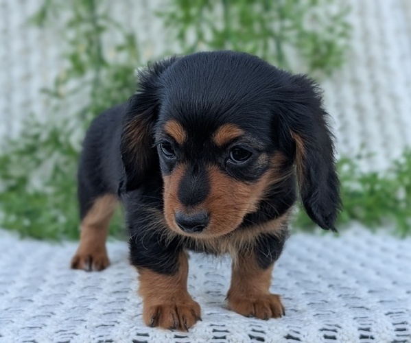Medium Photo #12 Dachshund Puppy For Sale in GOSHEN, IN, USA
