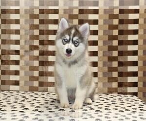 Pomsky Puppy for sale in DENVER, PA, USA