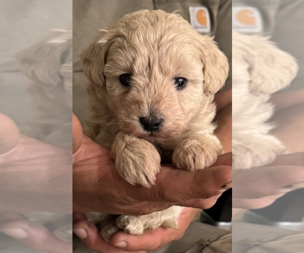 Medium Photo #3 Poo-Ton Puppy For Sale in EDMONDS, WA, USA