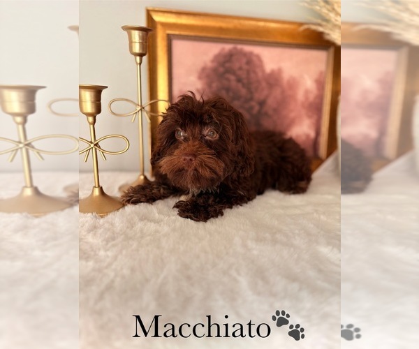 Medium Photo #16 YorkiePoo Puppy For Sale in MURFREESBORO, TN, USA