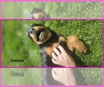 Small Photo #7 Rottweiler Puppy For Sale in WAVELAND, IN, USA