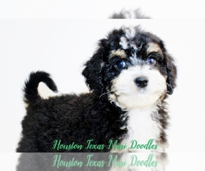 Australian Labradoodle-Miniature Bernedoodle Mix Puppy for Sale in HOUSTON, Texas USA