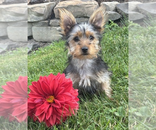 Medium Photo #1 Yorkshire Terrier Puppy For Sale in ROCK STREAM, NY, USA