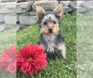 Yorkshire Terrier Puppy for sale in ROCK STREAM, NY, USA