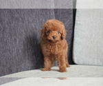 Small Photo #8 Poodle (Toy) Puppy For Sale in CHICAGO, IL, USA