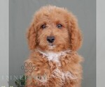Small Poodle (Miniature)