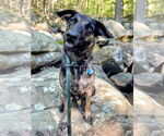 Small #4 Plott Hound Mix