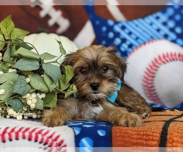 Medium Photo #7 Shorkie Tzu Puppy For Sale in KIRKWOOD, PA, USA