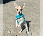 Small #1 Chihuahua Mix