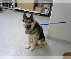 Siberian Husky-Unknown Mix Dogs for adoption in Pasadena, TX, USA