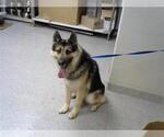 Small Siberian Husky Mix