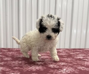 Poodle (Miniature) Puppy for sale in CURTISS, WI, USA