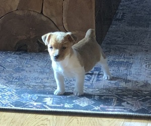 Jack Russell Terrier Puppy for sale in BRIDGEWATER, VA, USA