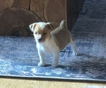 Small Photo #1 Jack Russell Terrier Puppy For Sale in BRIDGEWATER, VA, USA