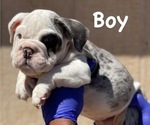 Small Photo #4 English Bulldog Puppy For Sale in WILSON, WY, USA