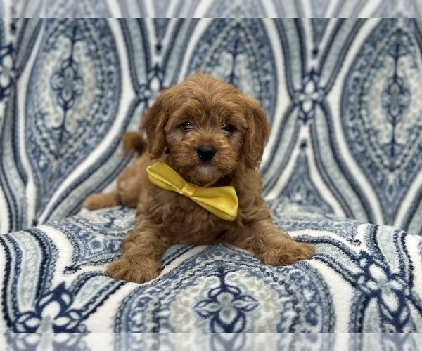 Medium Photo #2 Cavapoo Puppy For Sale in LAKELAND, FL, USA