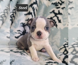 Boston Terrier Puppy for sale in MINERAL WELLS, WV, USA